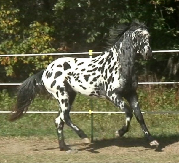 Friesian Appaloosa